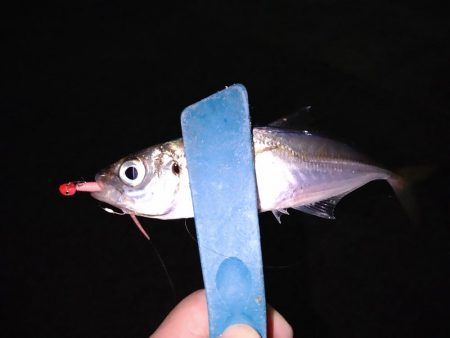 メバリングのはずがアジング